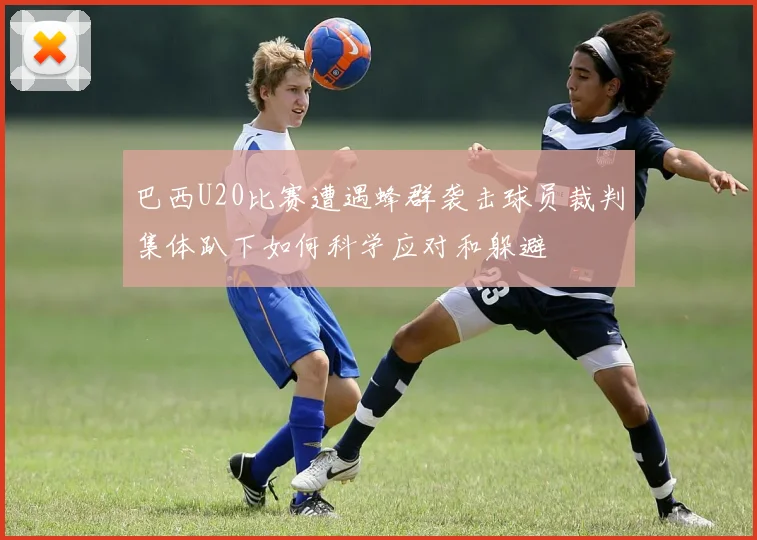 巴西U20比赛遭遇蜂群袭击球员裁判集体趴下如何科学应对和躲避